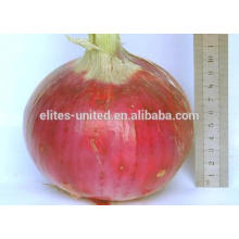 Hot selling ! Fresh red onion